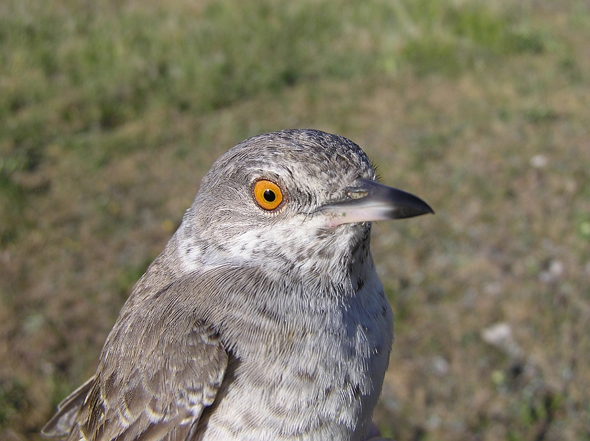 Barred Warbler, Sundre 20080606